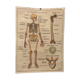 Affiche anatomie le squelette / les articulations