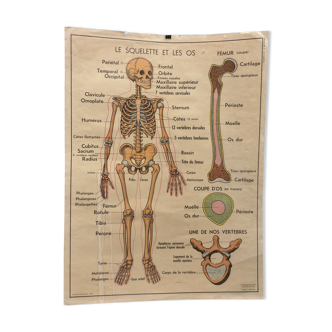 Affiche anatomie le squelette / les articulations