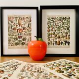 Lithograph on mushrooms (of Caesars) - 1900
