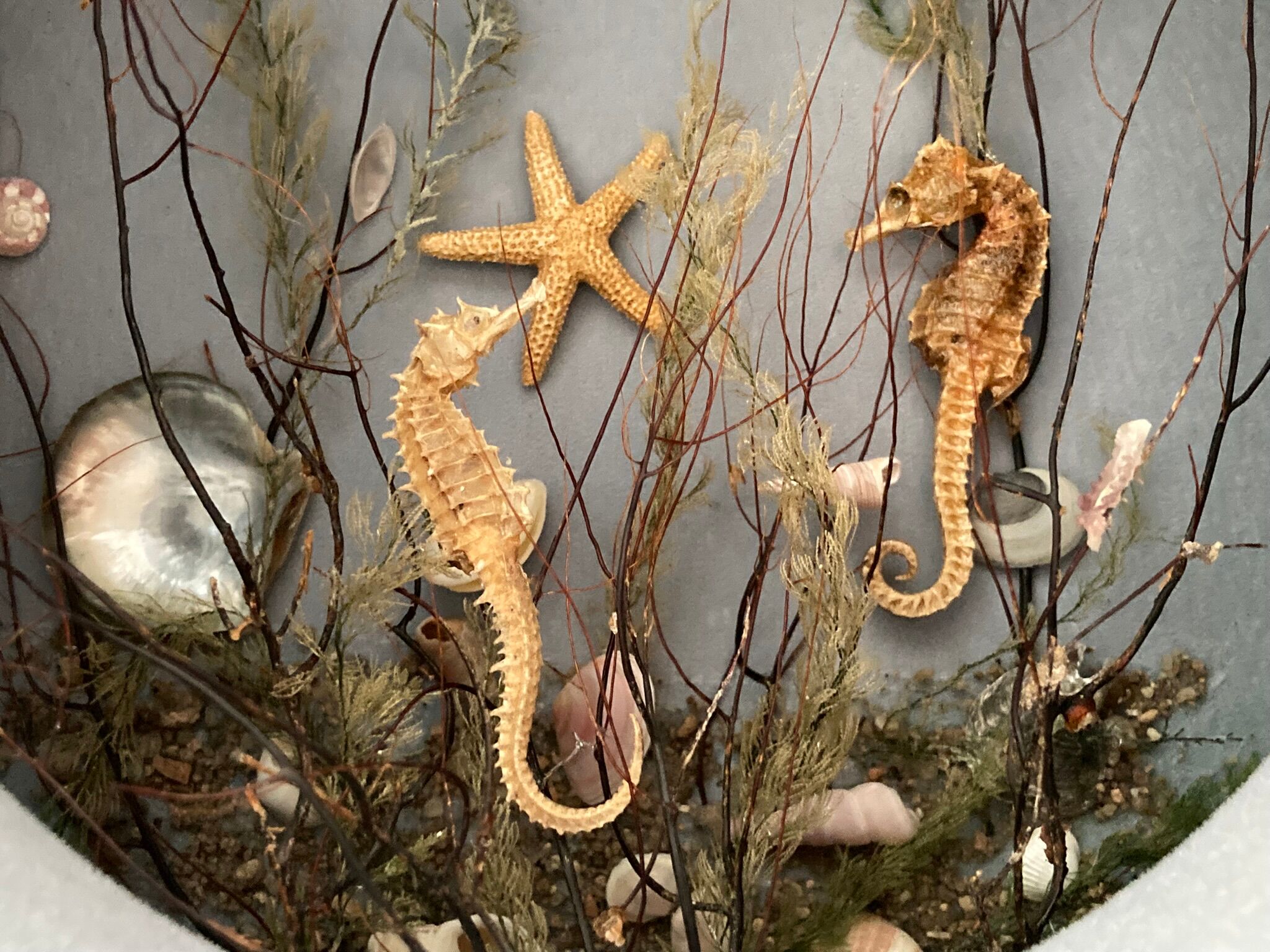 Object of curiosity diorama seabed porthole XXth