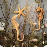 Object of curiosity diorama seabed porthole XXth