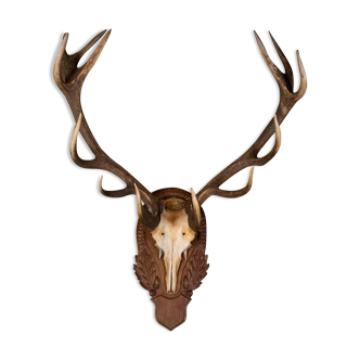 Vintage Deer Antlers