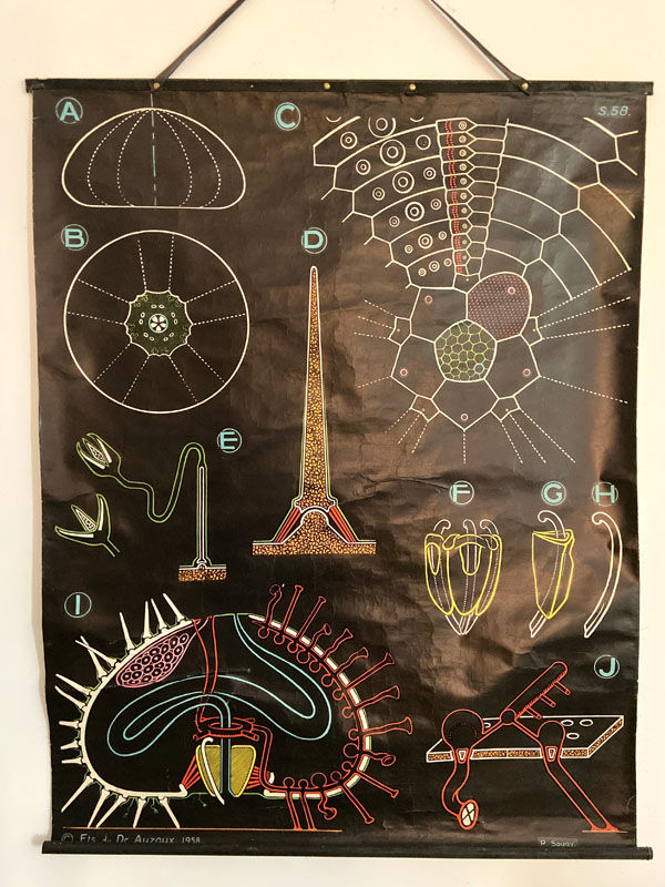 Dr. Auzoux's pedagogical poster - The Urchin - 1958