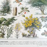 Lithographie sur les arbres de 1928 "hêtre"
