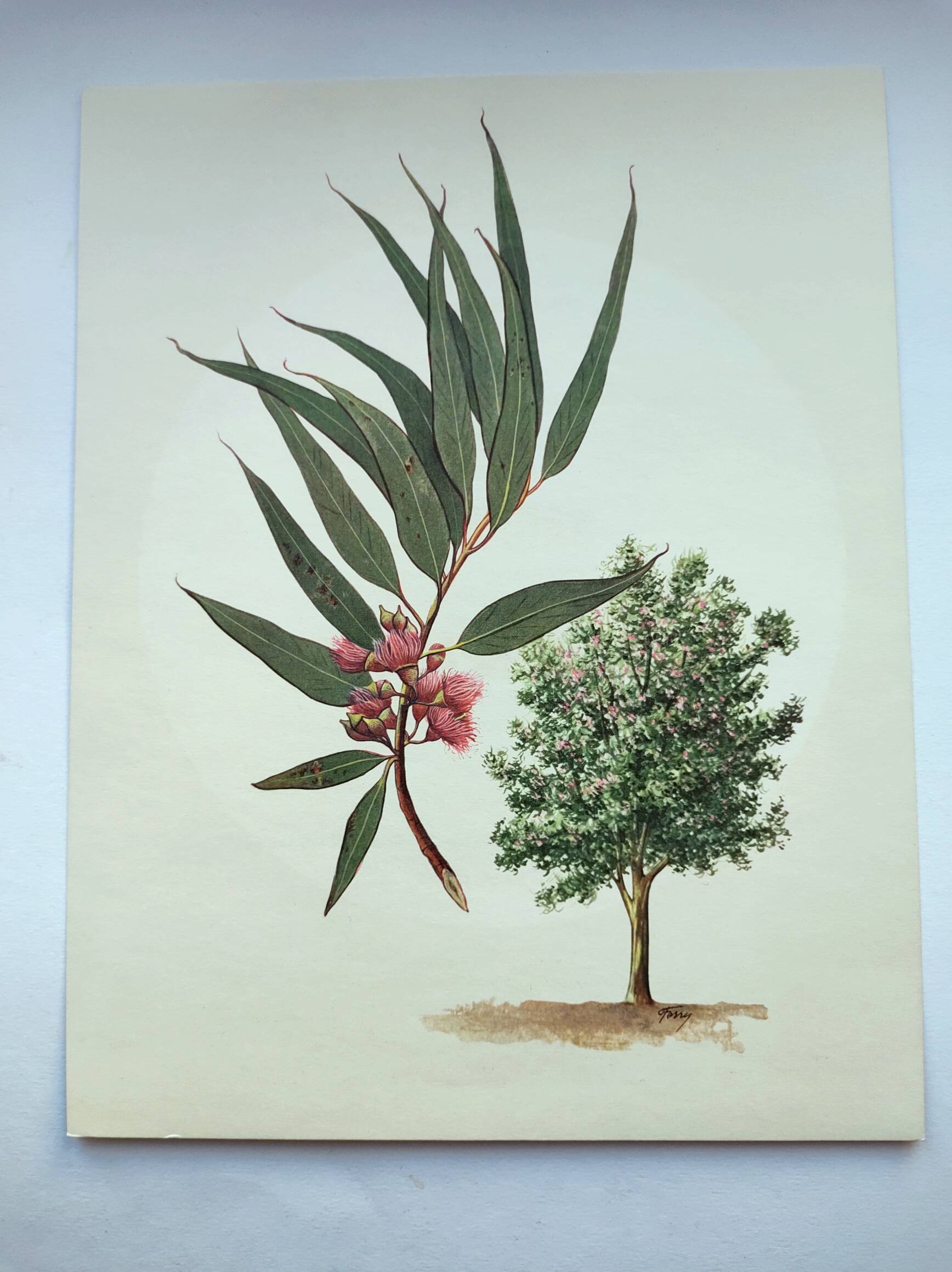 Eucalyptus Illustration - Vintage Nature Plate - Botanical Tree from the 60s