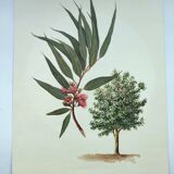 Eucalyptus Illustration - Vintage Nature Plate - Botanical Tree from the 60s