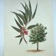 Eucalyptus Illustration - Vintage Nature Plate - Botanical Tree from the 60s