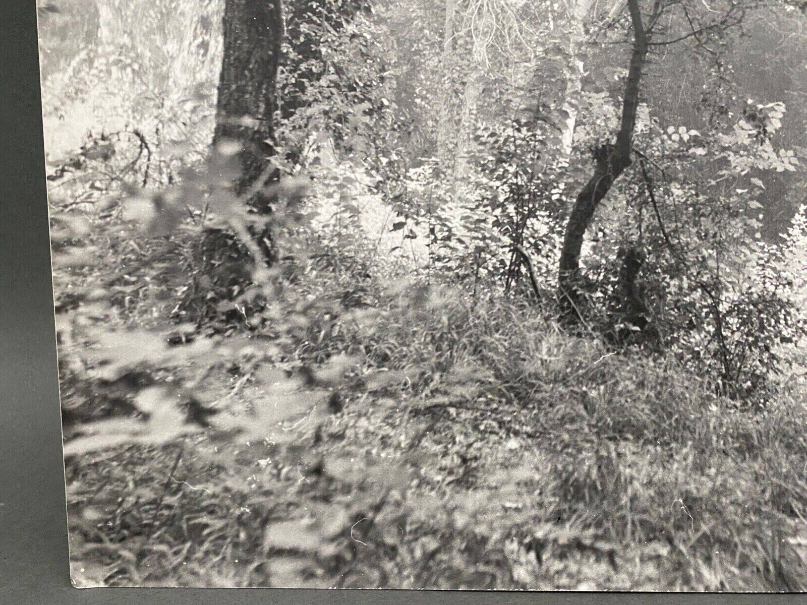 Silver gelatin photograph by Bernard Darot, Undergrowth, 20th century