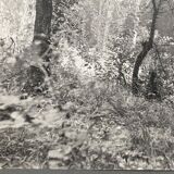 Silver gelatin photograph by Bernard Darot, Undergrowth, 20th century