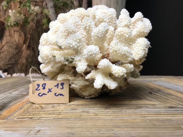 Corail cluster