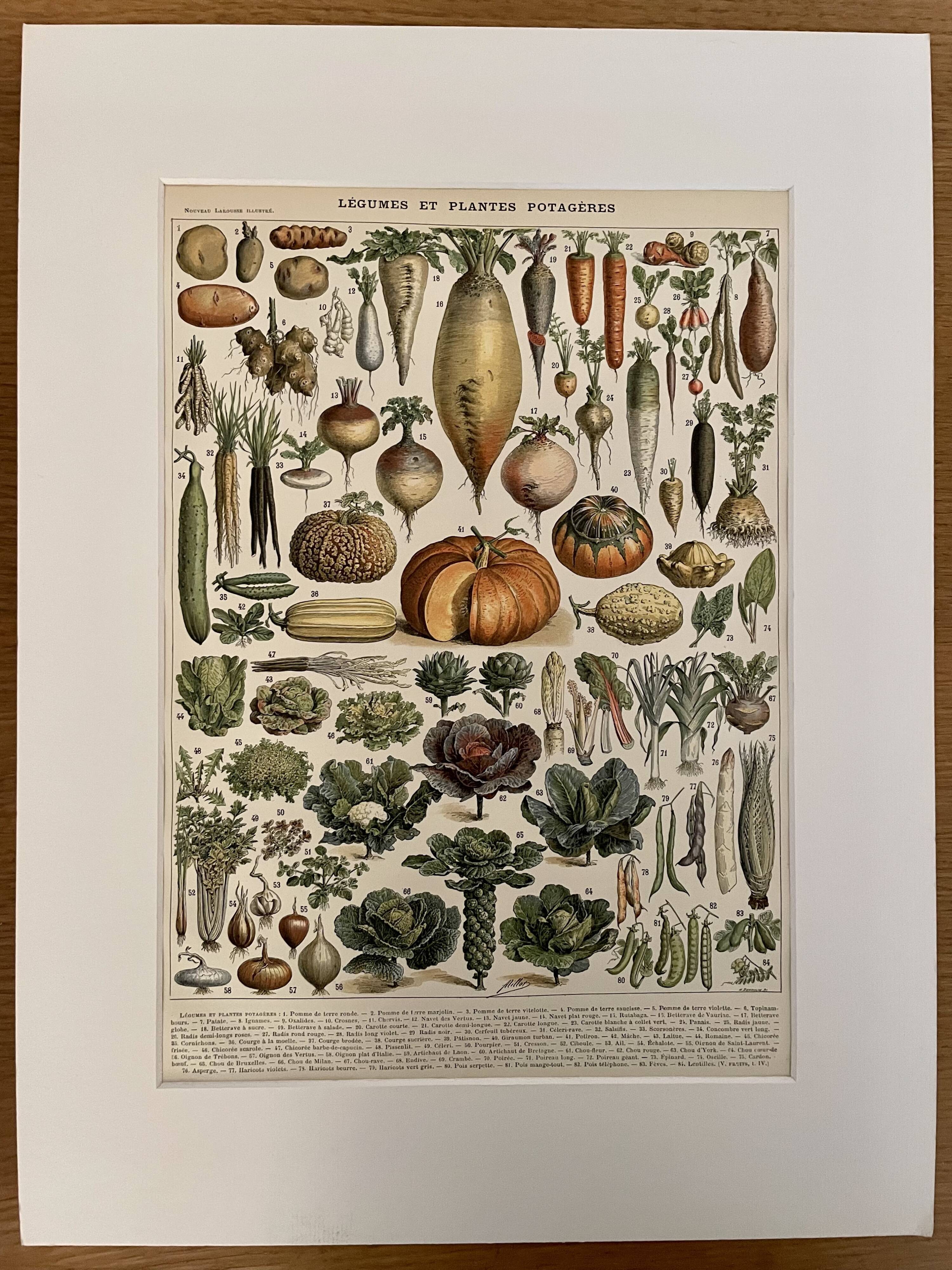 Lithograph on vegetables and vegetable plants - 1900