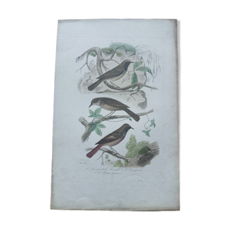 Poster - 19th century zoological engraving of birds - Nightingale