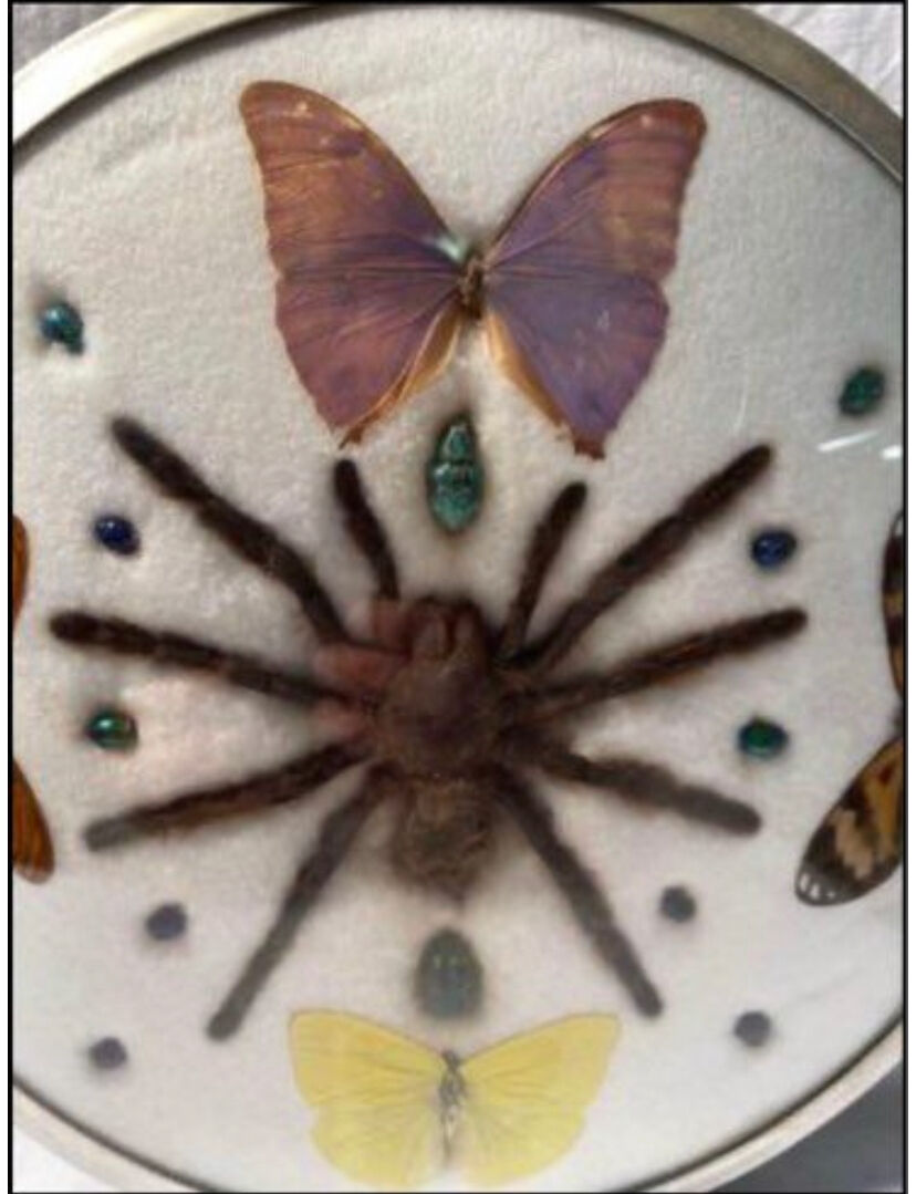 Cute frame and vintage butterflies