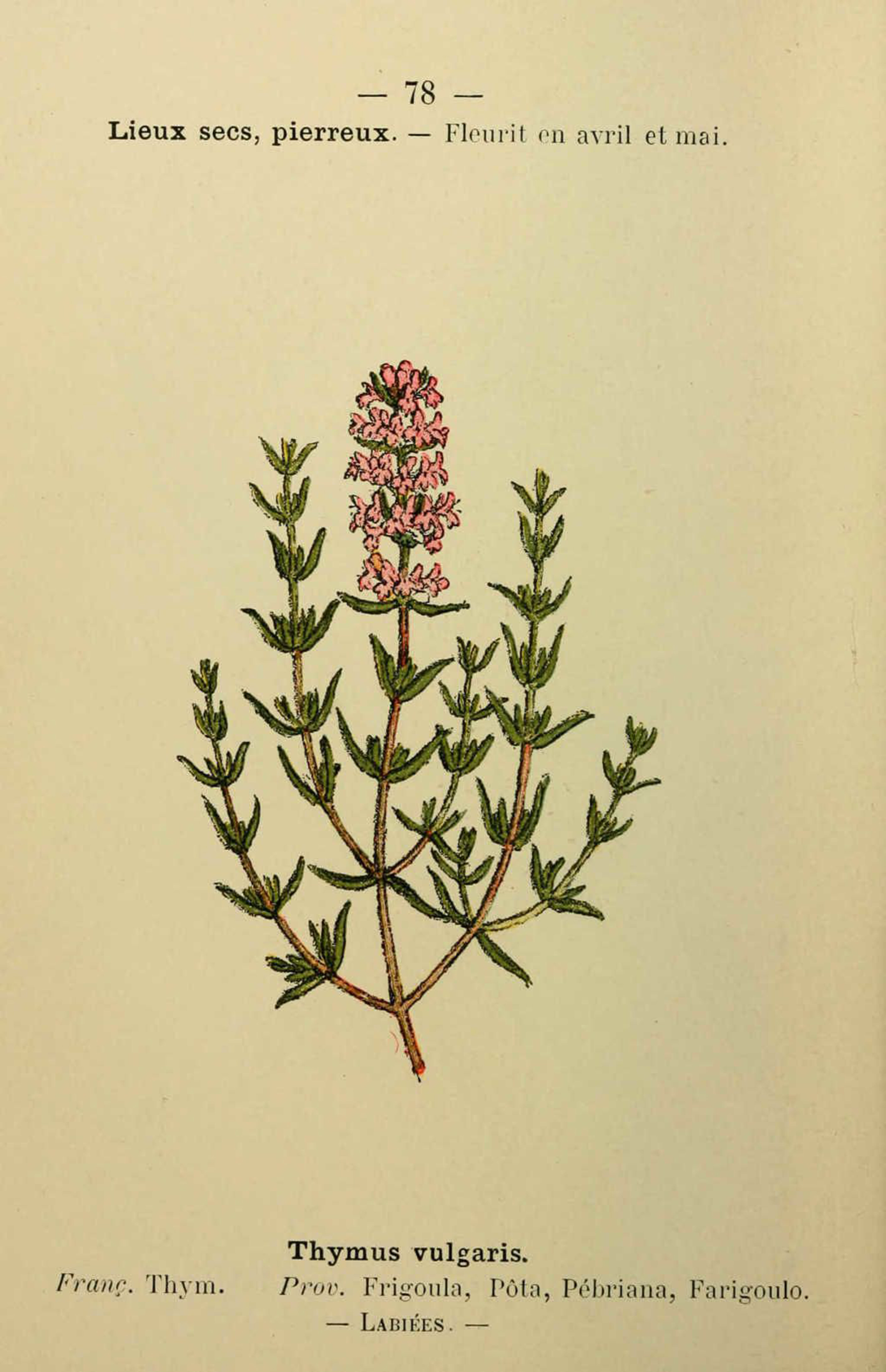 Botanical poster Thyme