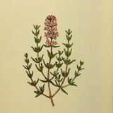 Botanical poster Thyme
