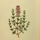 Botanical poster Thyme