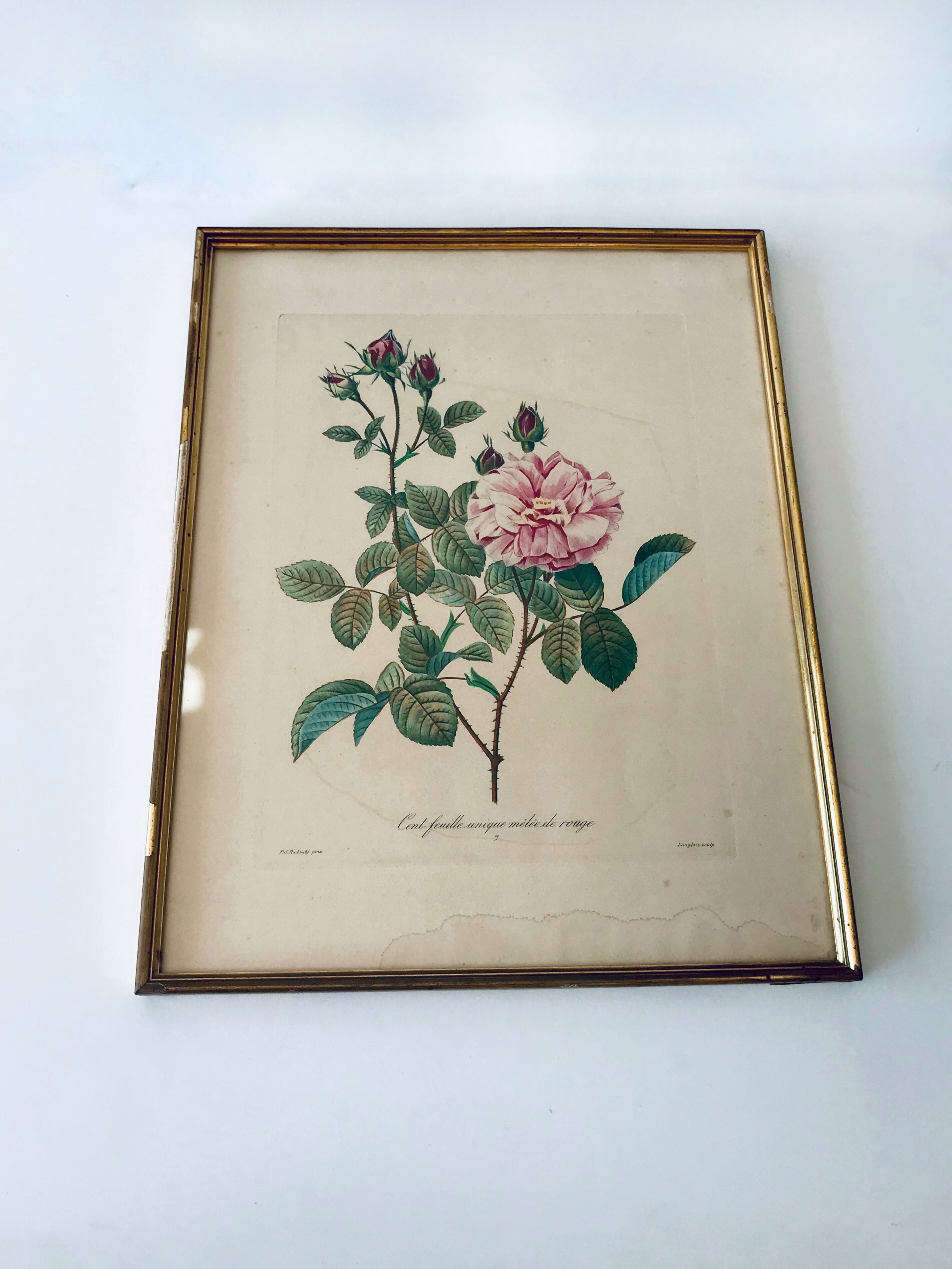 Gravure Redouté ancienne encadrée