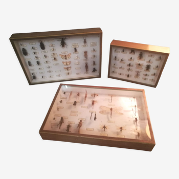 Suite de 3 boîtes vitrées d'insectes entomologie