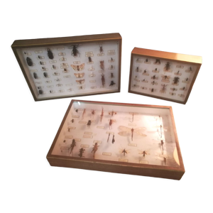 Suite de 3 boîtes vitrées d'insectes