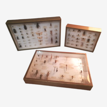 Suite of 3 glass boxes of entomology insects