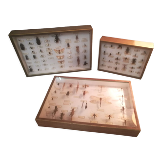 Suite of 3 glass boxes of entomology insects