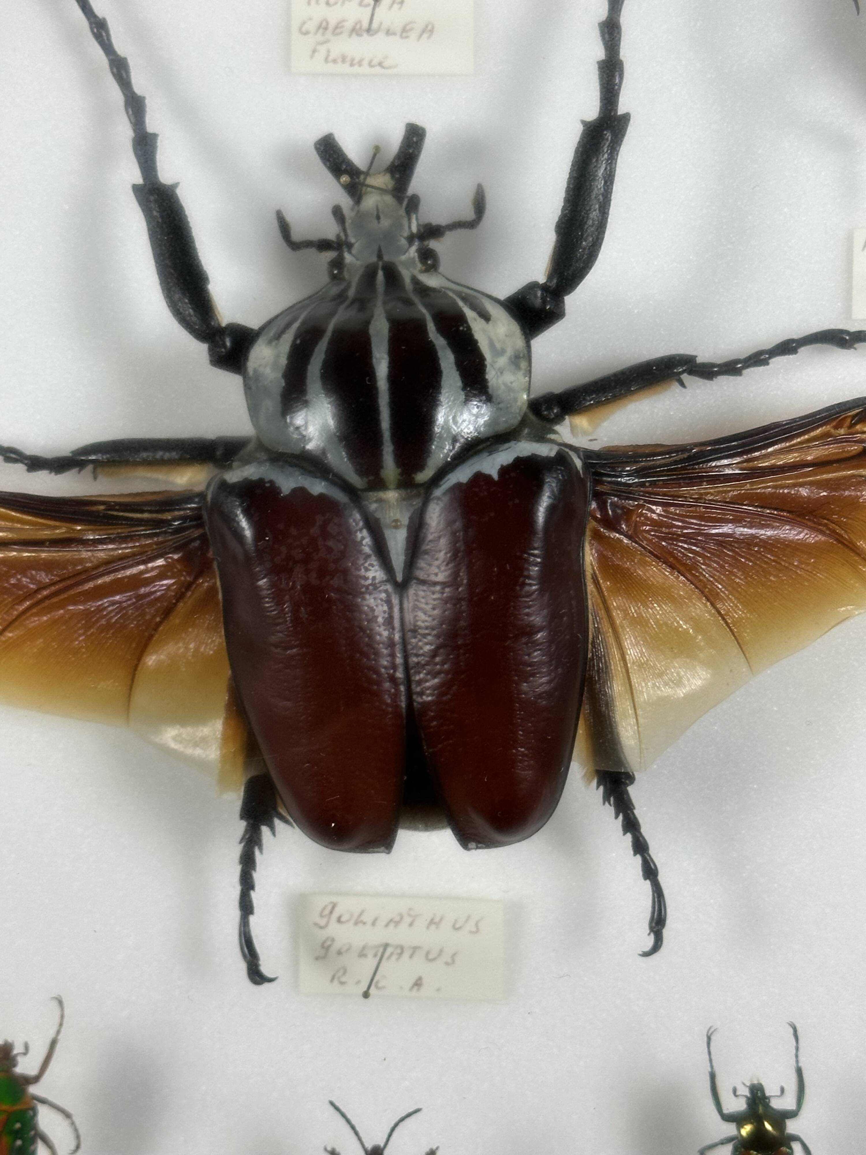 Old entomological insect frame 21 species