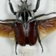 Old entomological insect frame 21 species