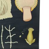 Large Vintage School Map Ergot Fungus Jung Koch Quentell