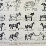 Old engraving 1898, Horses, breed, anatomy, race • Lithograph, Original plate