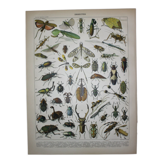 Engraving • Insects, entomology 1 • Original lithograph from 1898