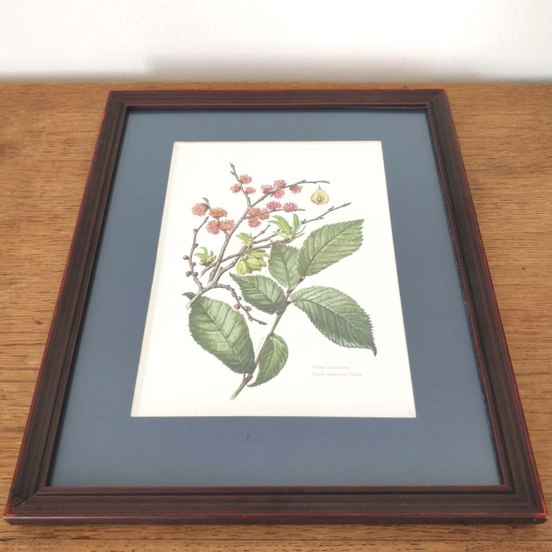 Botanical plank plank Orme country