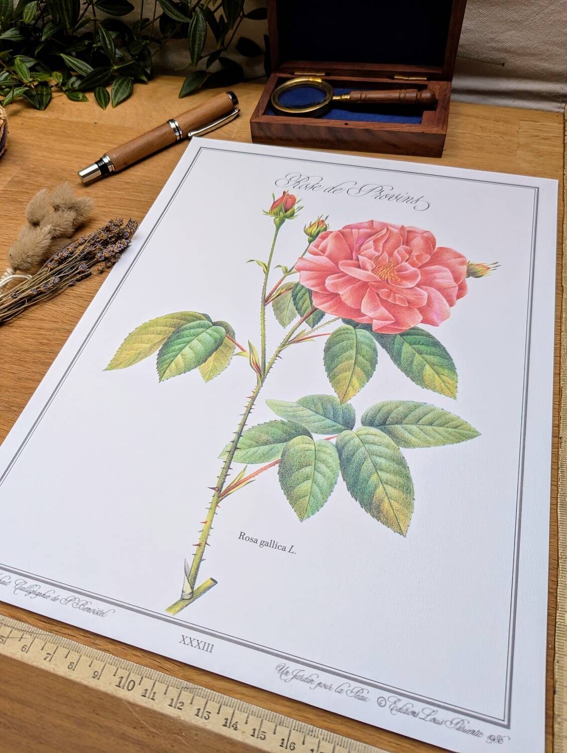 Botanical plate Rose of Provins