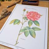 Botanical plate Rose of Provins
