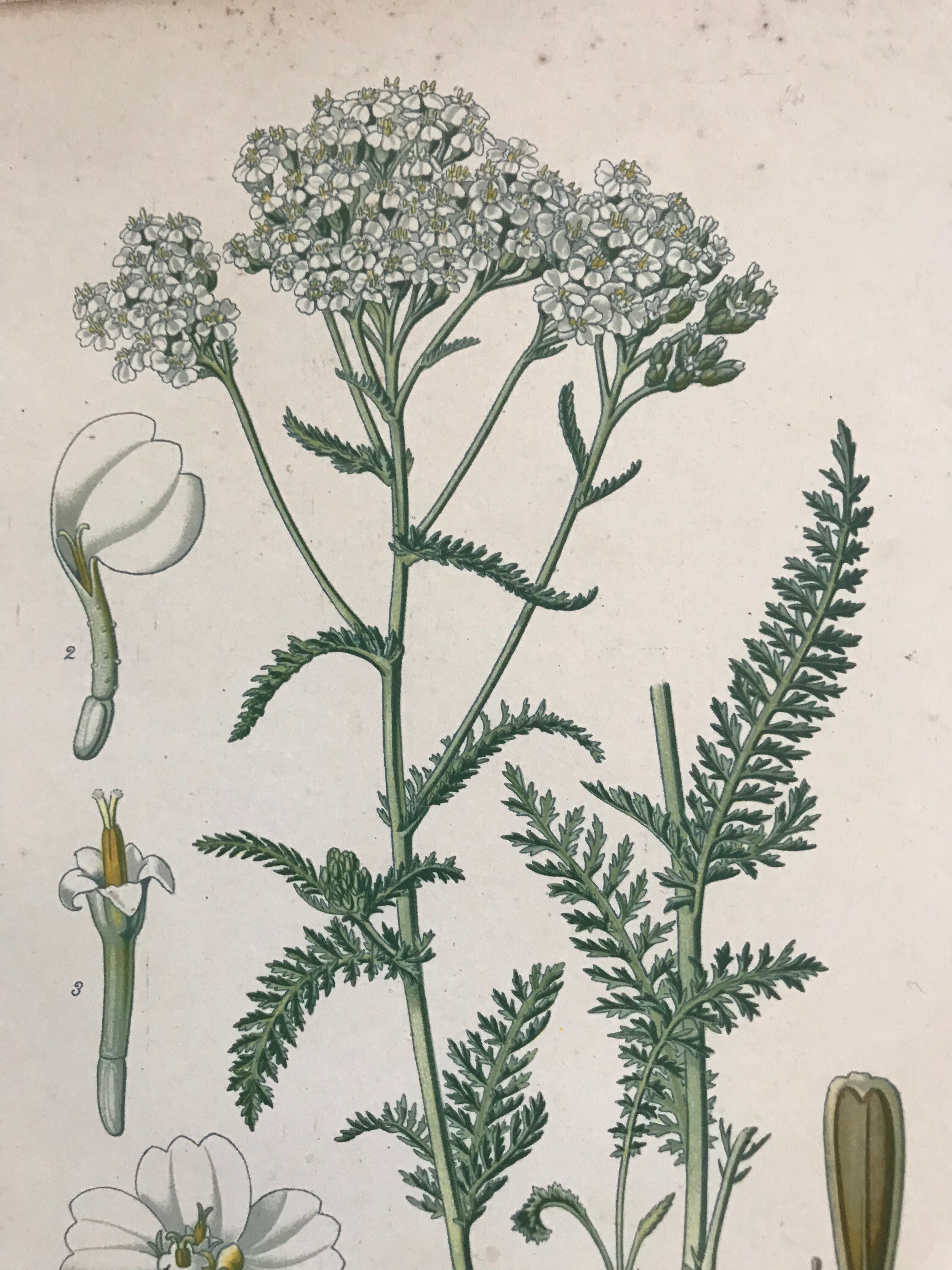 Botanical boards of white flowers 19th