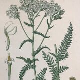 Botanical boards of white flowers 19th