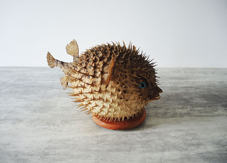 Former Naturalized / Stuffed Diodon