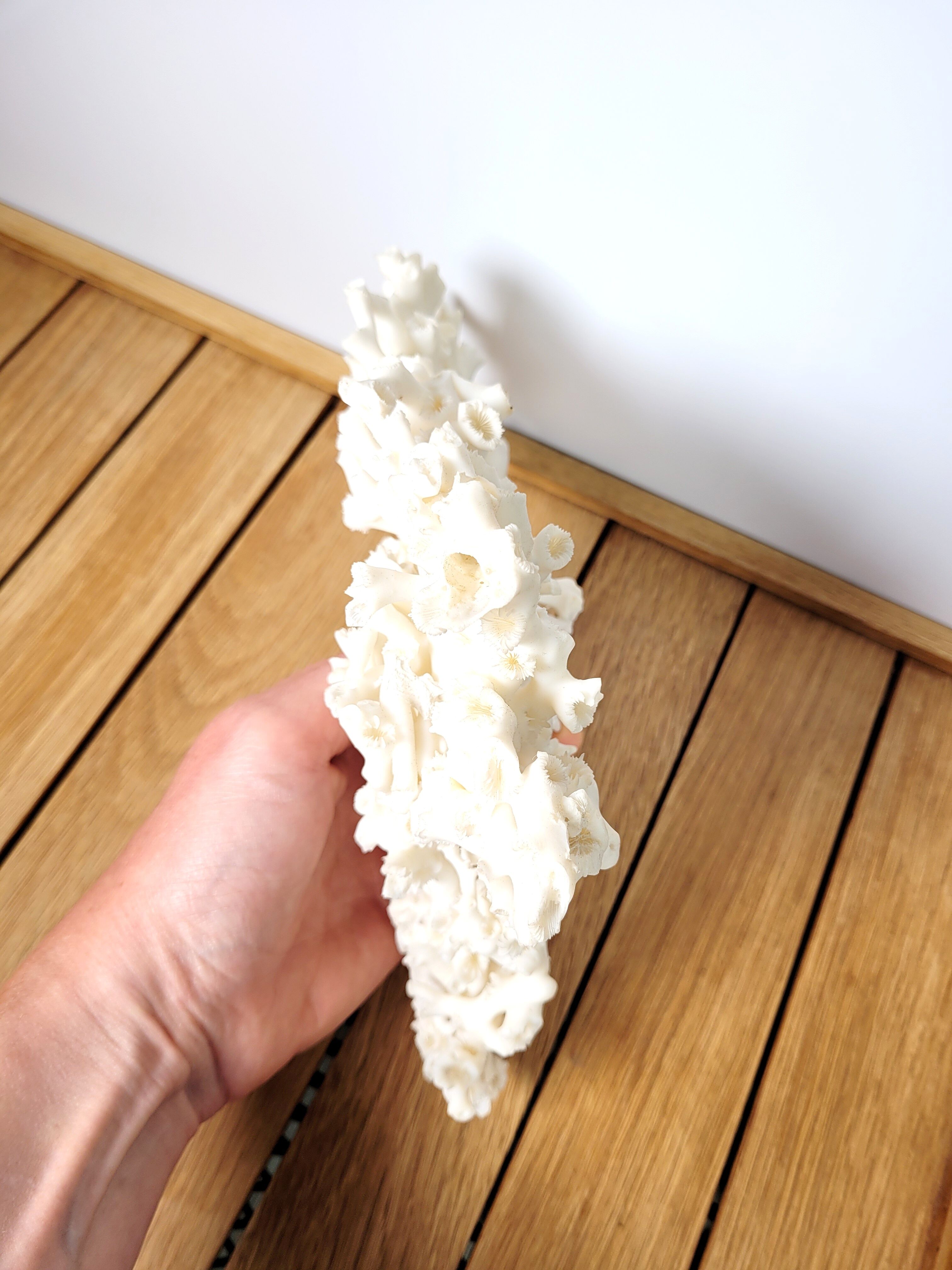 Large white coral 26x16cm
