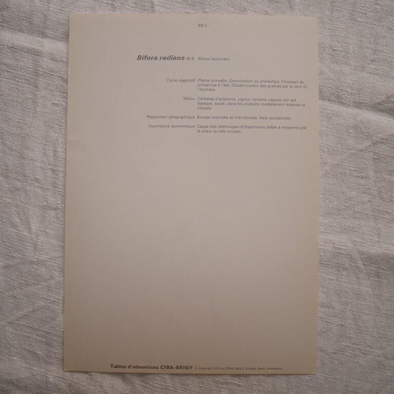 Radiant Bifora botanical plate