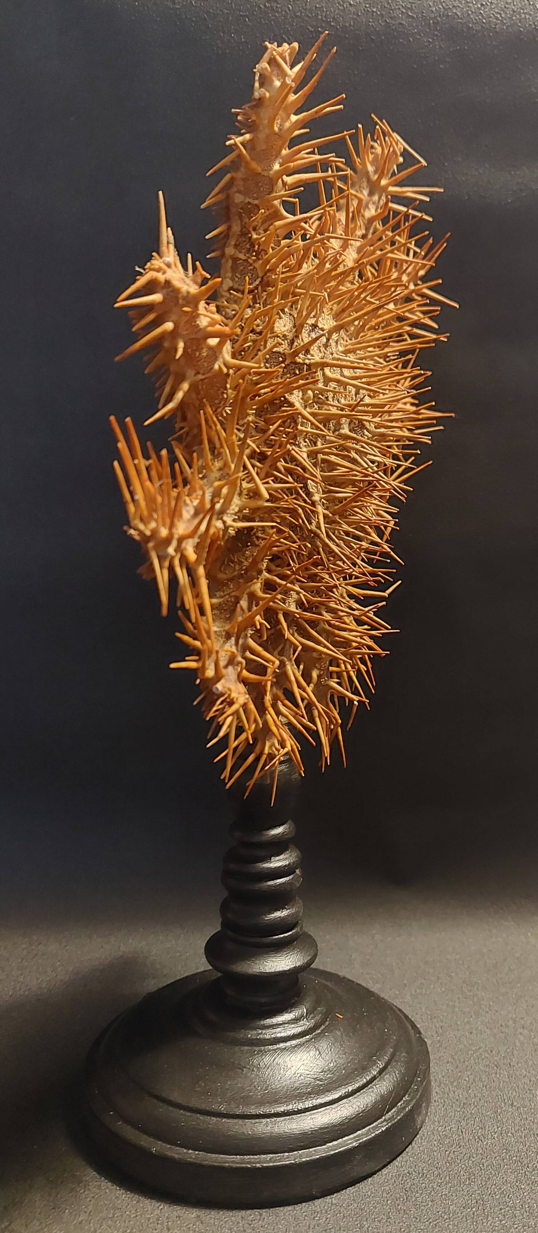 Cabinet de Curiosités étoile de mer acanthaster planci sur socle