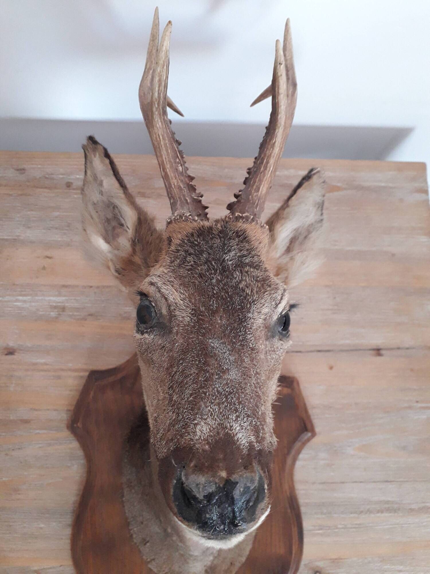 Taxidermy naturalized deer on wooden squifer - 1986