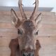 Taxidermy naturalized deer on wooden squifer - 1986