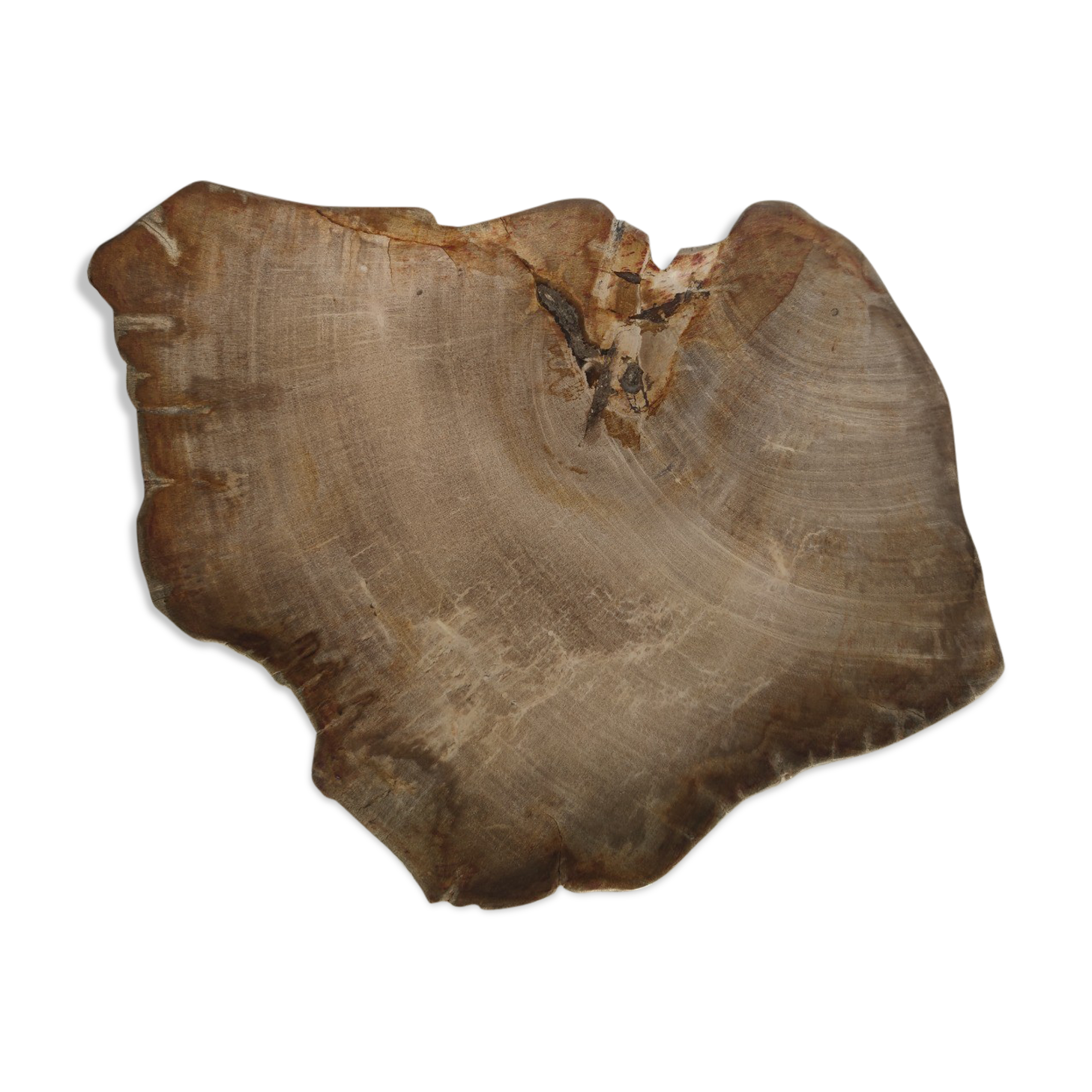 Large empty pocket or flat petrified wood - 30cm