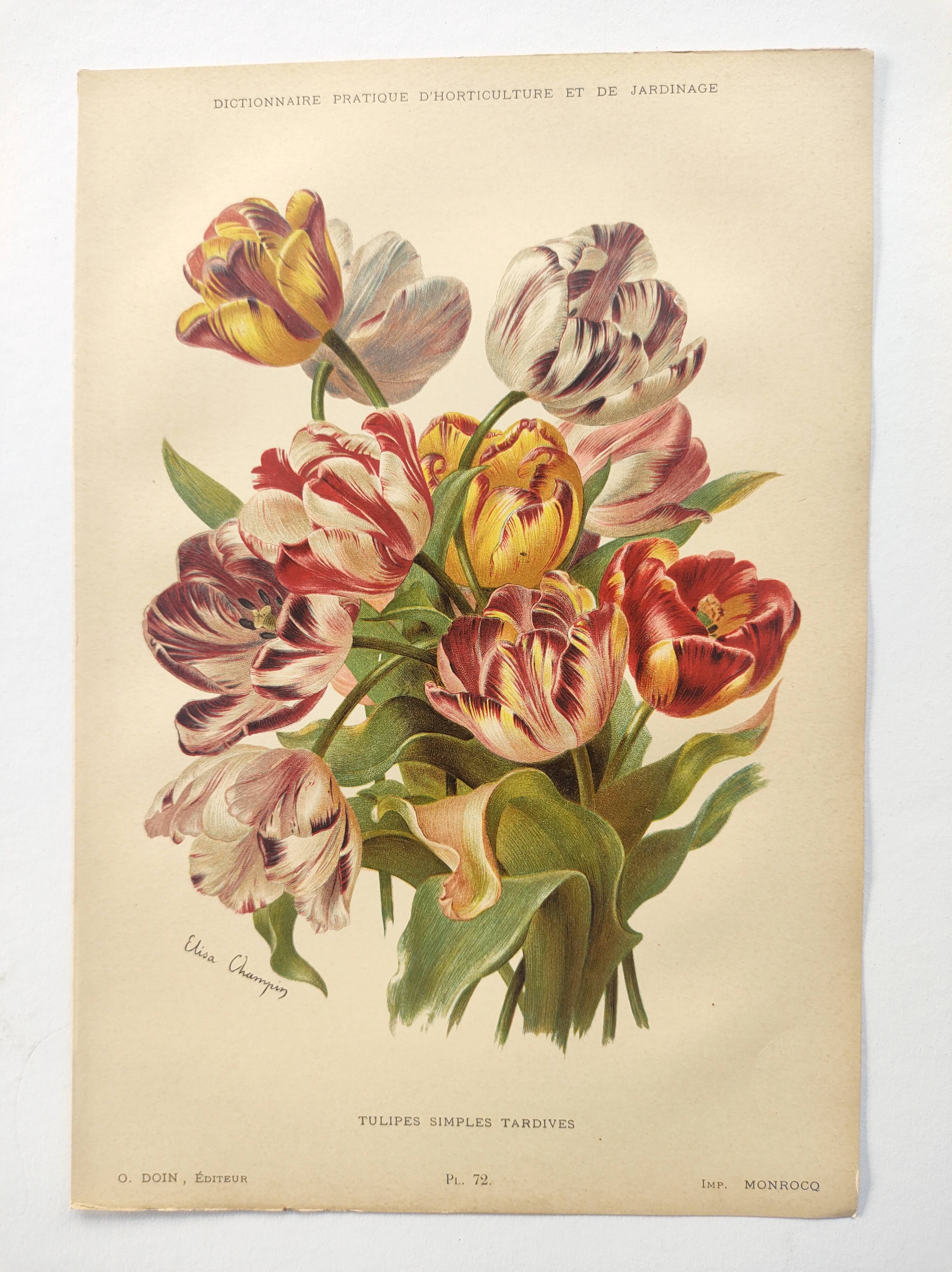 Botanical flower engraving 1899 by Élisa Champin - Tulips - Old print