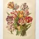Botanical flower engraving 1899 by Élisa Champin - Tulips - Old print