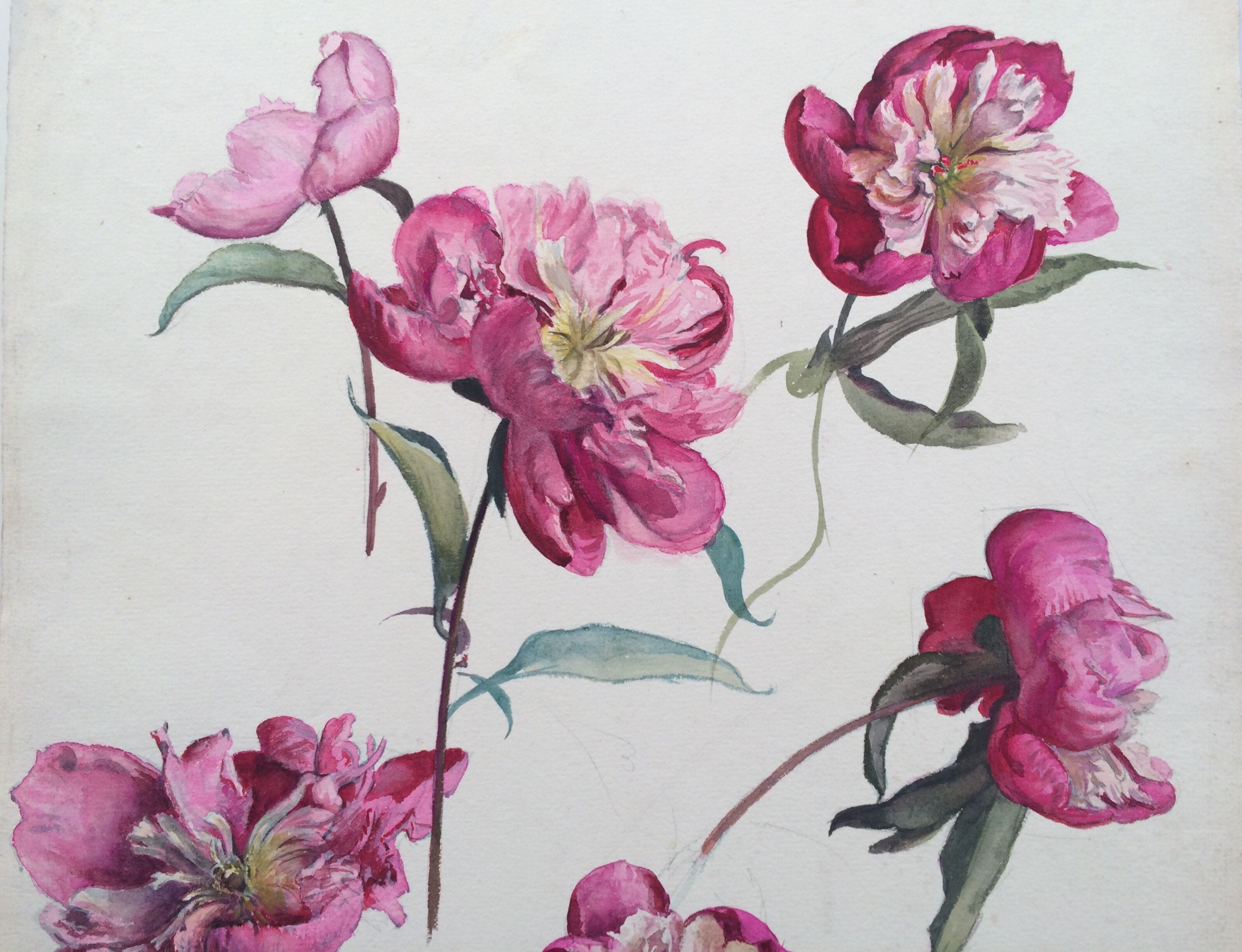 Peony study, black pencil and watercolor on paper