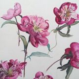 Peony study, black pencil and watercolor on paper