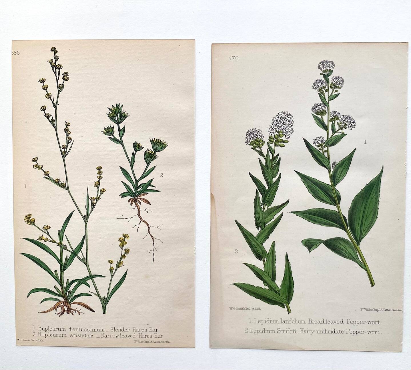 Botanical plates 1878, Ed. London