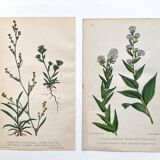 Botanical plates 1878, Ed. London