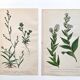 Planches botaniques 1878, Ed. Londres