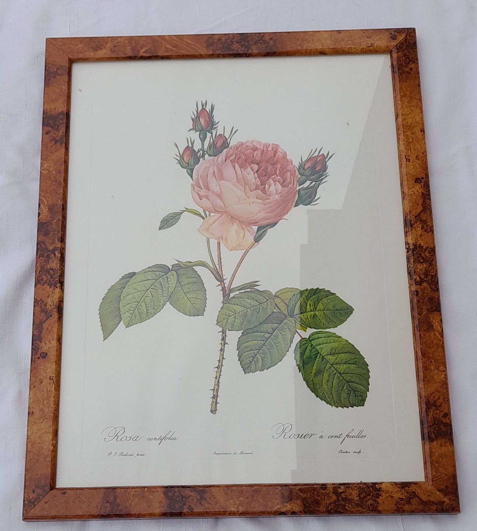 Botanical poster P. J. Redouté Pinx Rosa Centifolia Hundred-leaved rose De Rémont 44 X 34 cm
